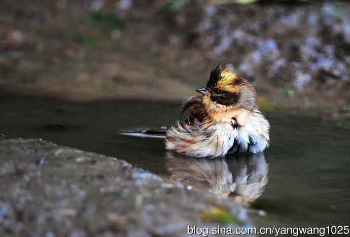 洗浴中的黄喉鹀