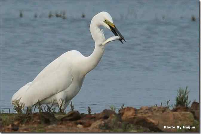  点击图片或使用键盘← →翻页