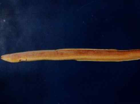 自然奇观：动物大迁徙(鳗鱼)