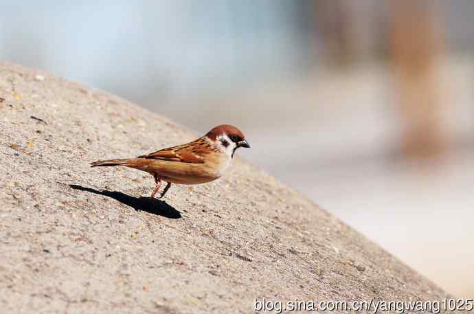候鸟已过境，麻雀来当家