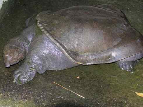 玄武:传说的兽原型探秘(鳖) 玄武:传说的兽原型探秘(鳖)