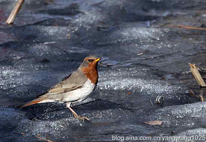 随走随拍(赤颈鸫) 随走随拍(赤颈鸫)