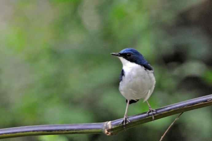 雄性蓝歌鸲（9）