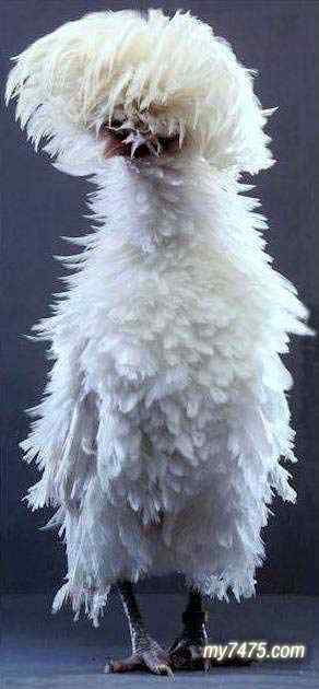 酷酷的宠物鸡图片