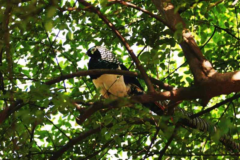 中国特有鸡种 白腹锦鸡