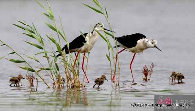 辽宁湿地鸟王李海杰鸟类摄影作品欣赏 辽宁湿地鸟王李海杰鸟类摄影作品欣赏
