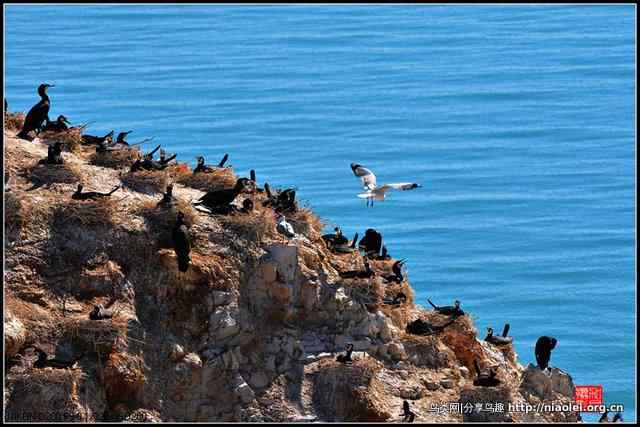 【加贝先生原创摄影】 青海湖鸟岛上的鸬鹚鸟(16p)