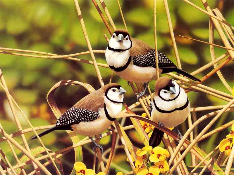 双斑草雀 Banded Finch 的手绘画