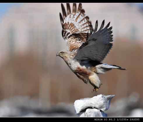 鵟的百变羽色——浅棕型