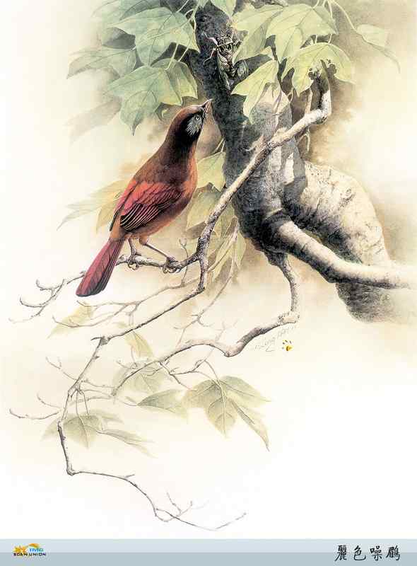 鸟类绘画