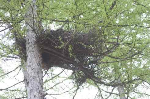 [组图]乌林鸮 Great Grey Owl的巢