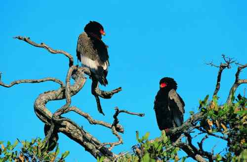 吃蛇的猛禽蛇雕——短尾雕