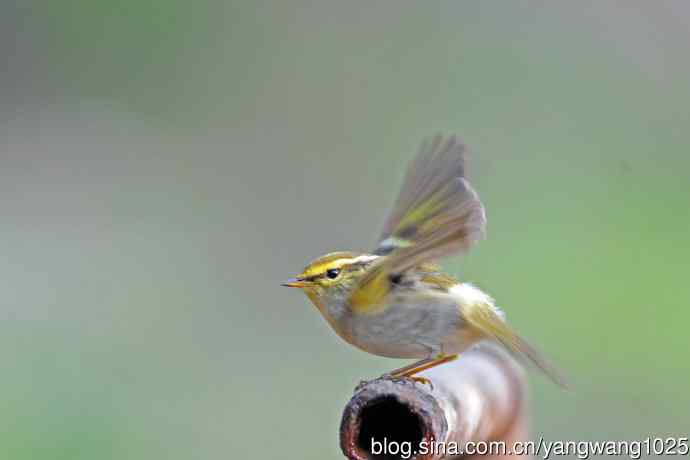 黄腰柳莺（21）