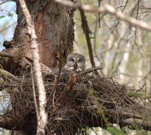 森林中最大的的猫头鹰——乌林枭