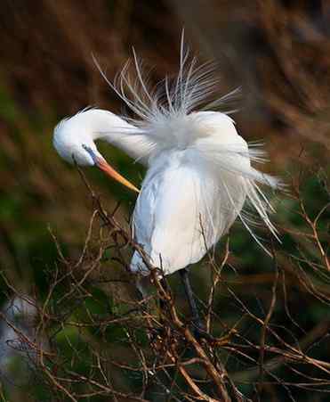 黄嘴白鹭东亚珍稀水禽
