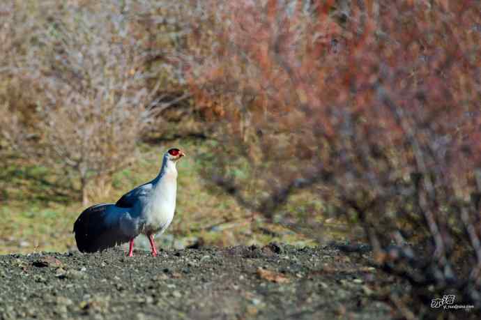 四月拍到九只鸡