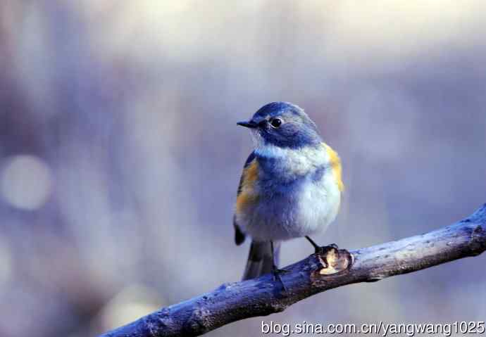 雄性红胁蓝尾鸲（3）