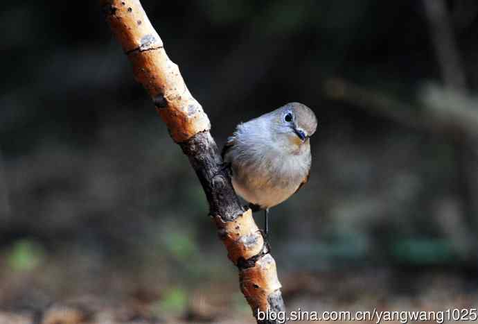 北京天坛公园的鸟类——红喉姬鹟（21）