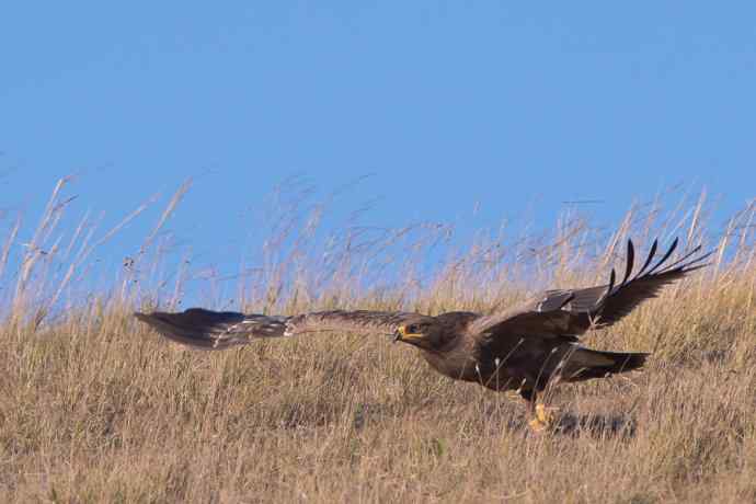 瞬间起飞的草原雕