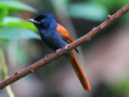 雀鸟也彪悍：霓裳飘舞（绶带）