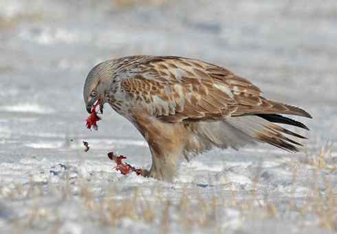 [组图欣赏]毛脚鵟妈妈