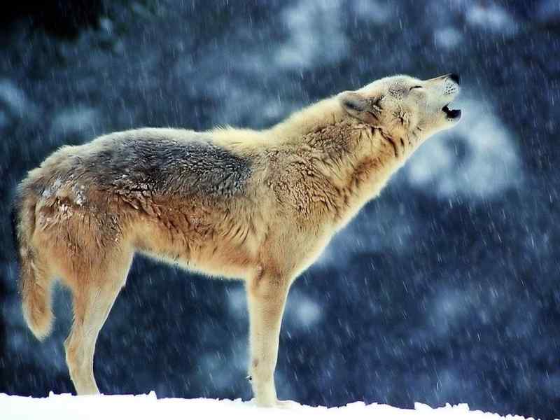 好看的动物图片(4)