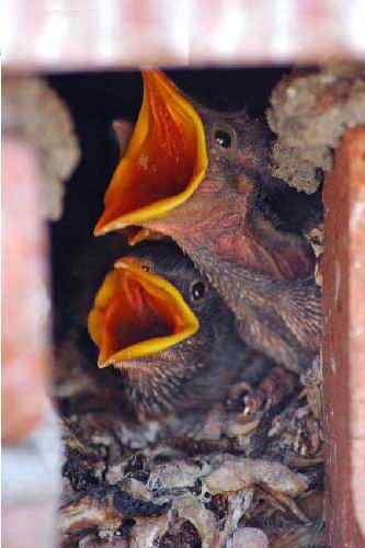 鸟巢幼鸟写真第2辑