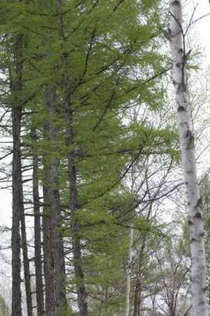 图说乌林枭的栖息环境