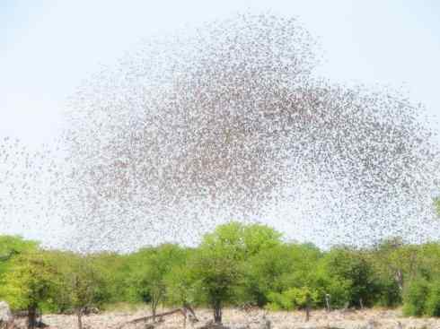 家禽驯化之源之二十四