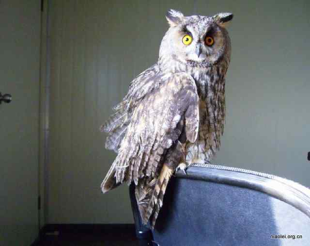 网友放生猫头鹰 网友放生猫头鹰