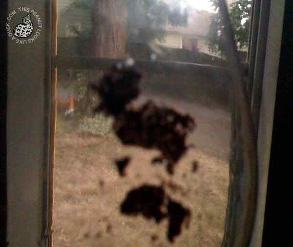 一坨长得像鸭子的沉淀物