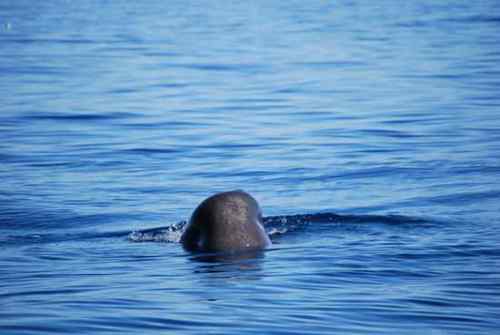 无畏的海鸥 与驼背鲸抢食