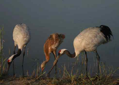 [组图]丹顶鹤爸爸