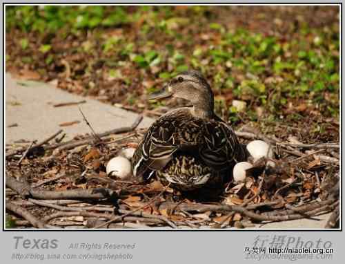 德克萨斯州的笨鸭子