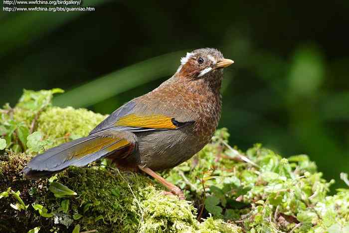 鸟与史料——金翼白眉（台湾噪眉、四眉）