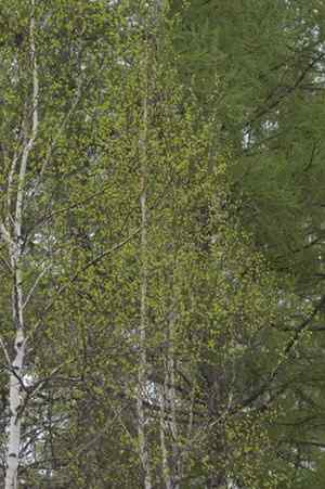 图说乌林枭的栖息环境