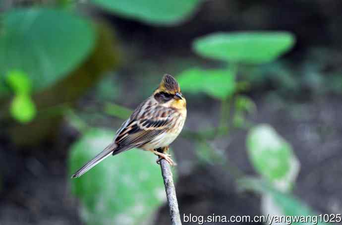 雌性黄喉鹀（3）