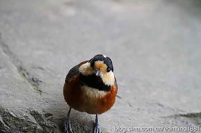 初哥守株待兔之收获