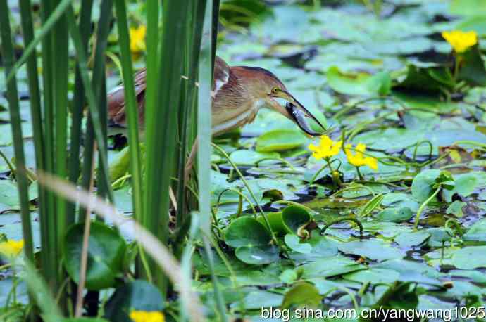捕鱼的黄苇鳽（记实）4
