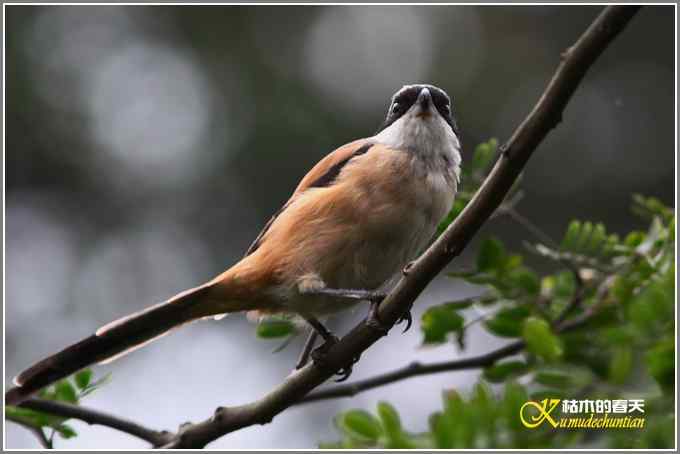 棕背伯劳一组【照片】