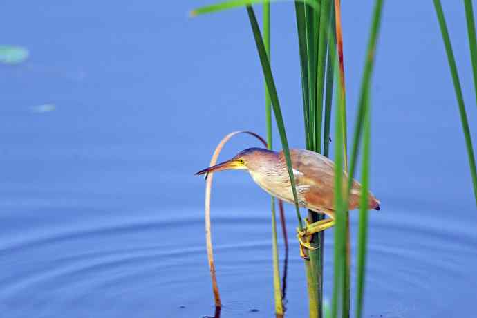 捕鱼的黄苇鳽（3）