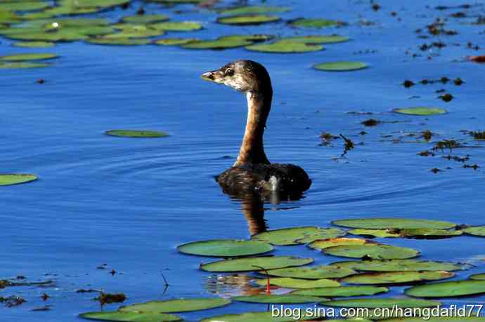 斑嘴巨鸊鷉 美国鸟类摄影——斑嘴巨鸊鷉