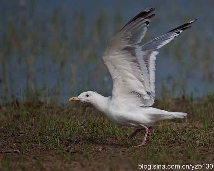 康西草原——孤独的银鸥（组图，7张图片）