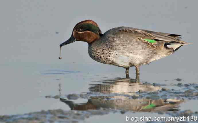 不识鸭子,却拍了一堆(组图)