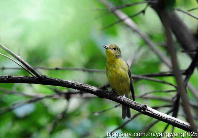 雌性绿背姬鶲（3）