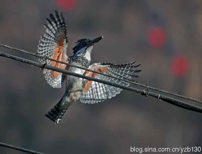 猎鱼高手，专业级。【组图，10张图片】