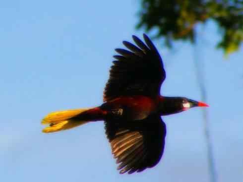 奇特的盔：拟椋鸟