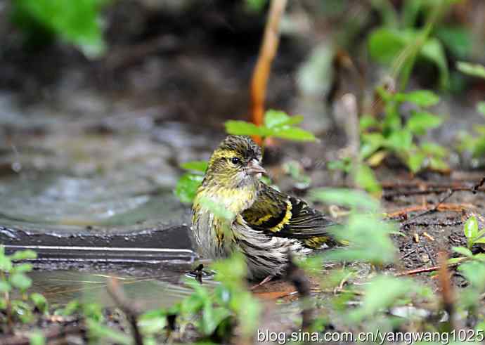 冲凉的小黄雀（2）