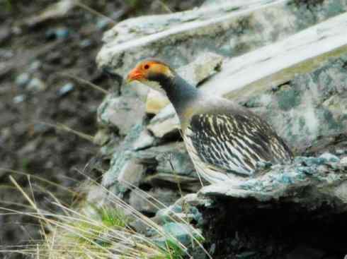 家禽驯化之源之十