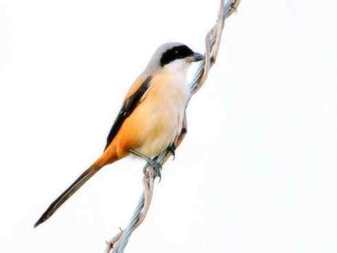 天生猎手：非猛禽类猎手之二（雀鸟也是屠夫——伯劳）